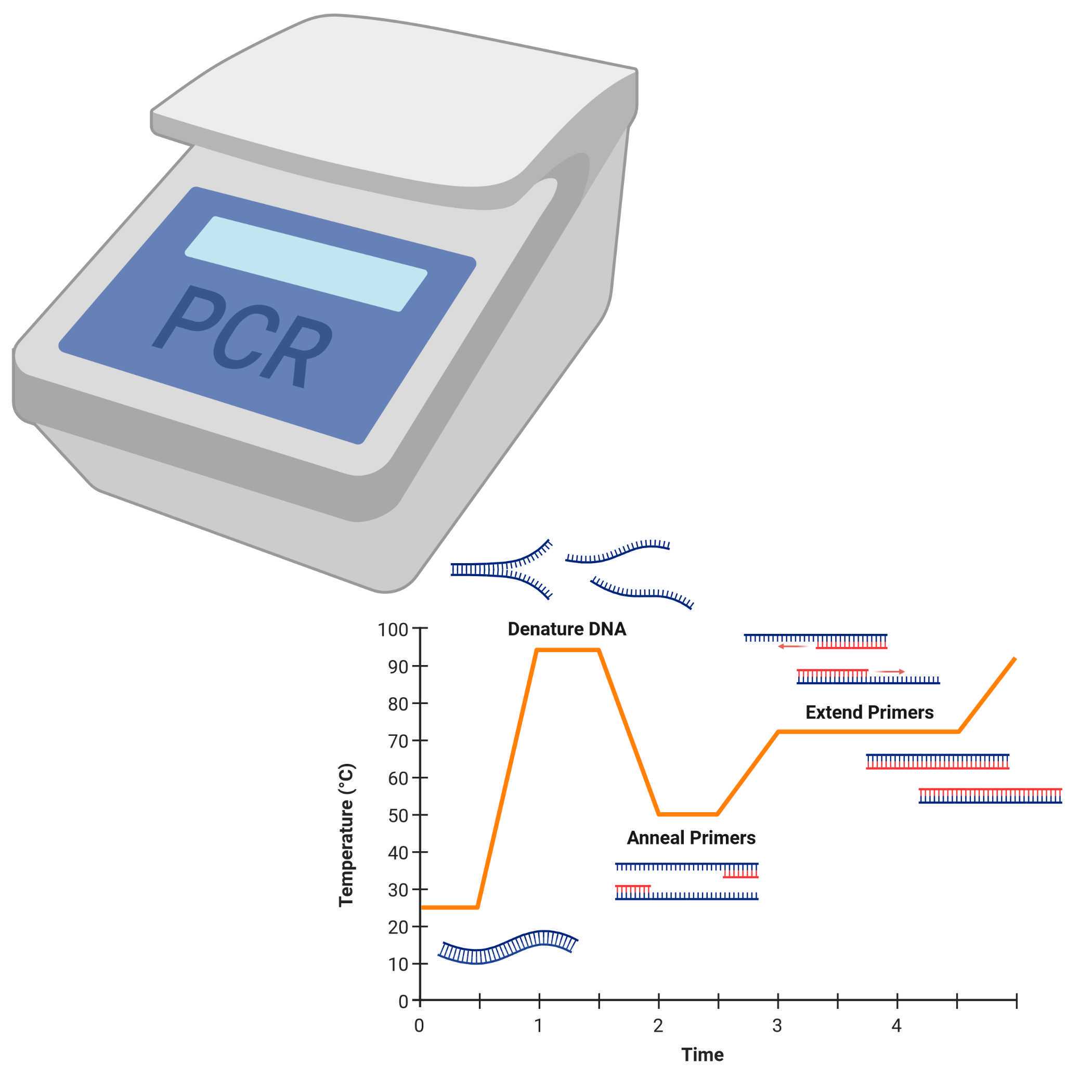 PCR & Markers